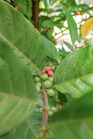 Closeup of coffee beans fruit on tree in farm
