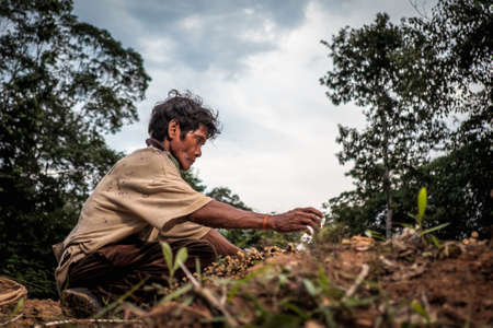 Muadzam Shah, Malaysia - March 12th, 2019 : Men of the Orang Asli split Kayu  Bertam using a knife. Bertam is a kind of palm tree found in Malaysian and Thai . His botanical name Eugeissona tristis.のeditorial素材