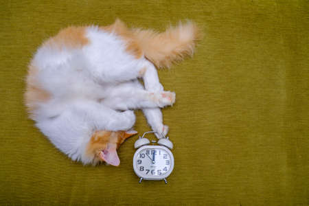 Portrait of yellow cat sleeping with white alarm clock on the sofa.の写真素材