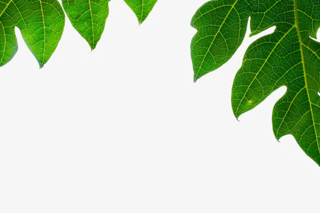 Papaya leaves on isoleted white background