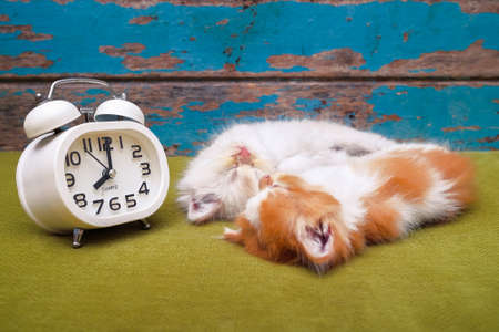 Portrait of kittens  sleeping with white alarm clock on the sofa.の写真素材