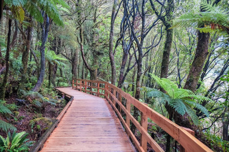 Wooden path leading to the fresh green forest in Milford Sound Fiordland National Park , New Zealandの写真素材