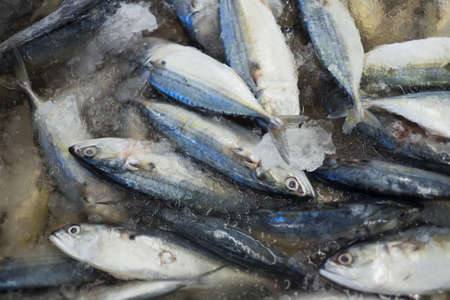 Indian mackerel ready to be sold in fish market.;の写真素材