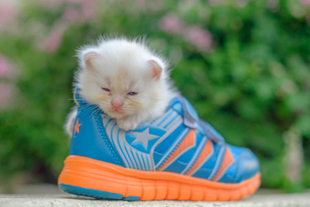Little kittens playing in shoesの写真素材