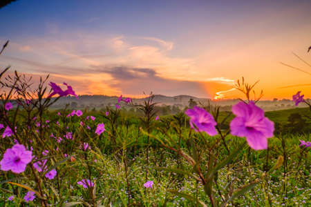 Wonderful Dairy Farm sunrise landscape with blooming Mexican petunia (Ruellia brittoniana)  flowers, sunrise scenery, colorful  scene, and beauty farm.の写真素材