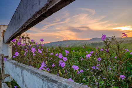 Wonderful Dairy Farm sunrise landscape with blooming Mexican petunia (Ruellia brittoniana)  flowers,...