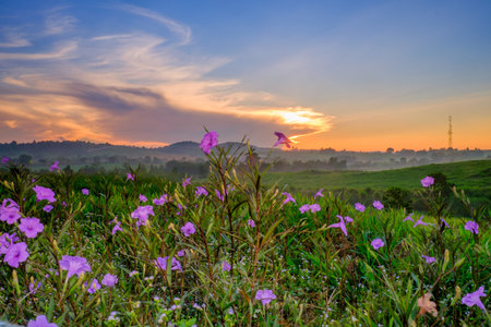 Wonderful Dairy Farm sunrise landscape with blooming Mexican petunia (Ruellia brittoniana)  flowers,...