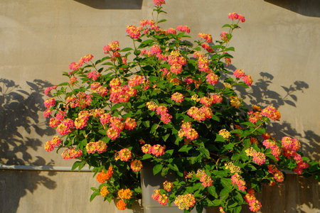 Lantana camara is a species of flowering plant within the verbena family (Verbenaceae).