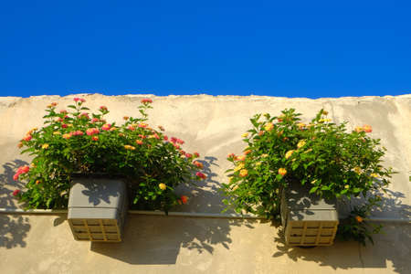 Lantana camara is a species of flowering plant within the verbena family (Verbenaceae).の写真素材