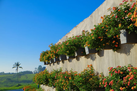 Lantana camara is a species of flowering plant within the verbena family (Verbenaceae).