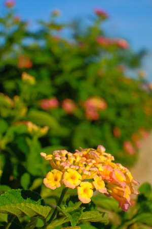 Lantana camara is a species of flowering plant within the verbena family (Verbenaceae).の写真素材