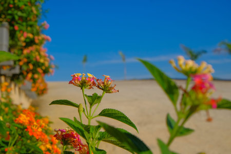 Lantana camara is a species of flowering plant within the verbena family (Verbenaceae).の写真素材