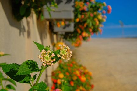 Lantana camara is a species of flowering plant within the verbena family (Verbenaceae).