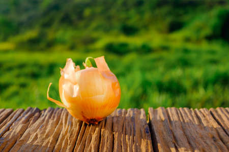 Onion on cutting  board in beautiful sunriseの写真素材