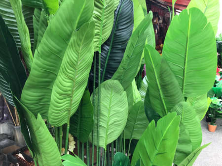 Botanica  artificial tree  made from plastic displays in stores for saleのeditorial素材