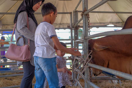 Muadzam Shah, Malaysia- September 27th, 2019 : Happy little girl caresses small calf at cow farm at Agro Fest 2019 in Muadzam Shahのeditorial素材