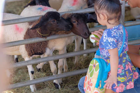 Muadzam Shah, Malaysia- September 27th, 2019 : Childrens feeds the sheep on a farm at Agro Fest 2019 in Muadzam Shahのeditorial素材