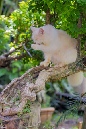 Mix persian  cat sitting on a tree branch on a sunny  day.の写真素材
