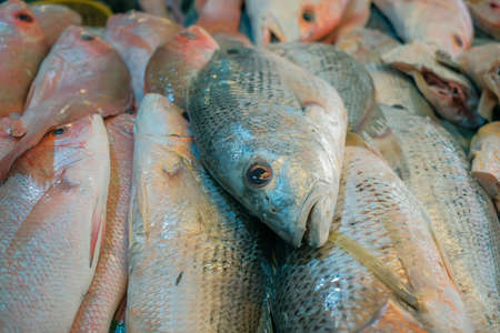 Fresh fish for sale at the marketの写真素材