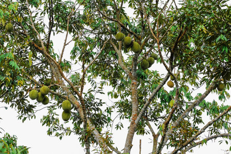 King of fruit , bunch of durians hanging on tree.