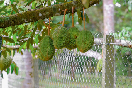 King of fruit , bunch of durians hanging on tree.