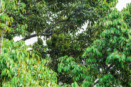 King of fruit , bunch of durians hanging on tree.