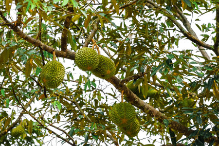King of fruit , bunch of durians hanging on tree.