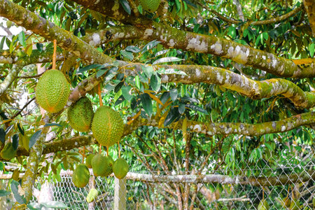 King of fruit , bunch of durians hanging on tree.
