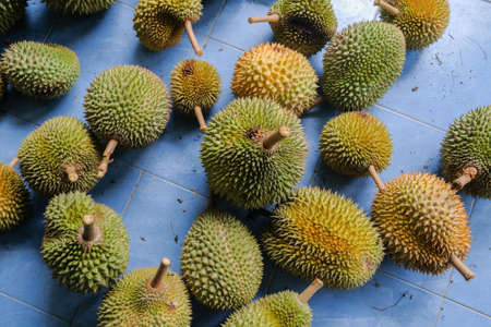 Fresh durian king of fruit ready for saleの写真素材