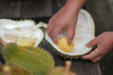 Muadzam Shah, Malaysia - July 1st ,2020:  Happy asian men enjoy eating durian fruit with thier friends.のeditorial素材