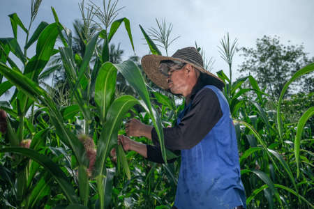 Farmer harvesting baby corn on commercial farm.の写真素材