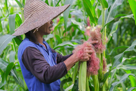 Farmer harvesting baby corn on commercial farm.の写真素材