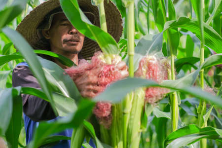 Farmer harvesting baby corn on commercial farm.の写真素材