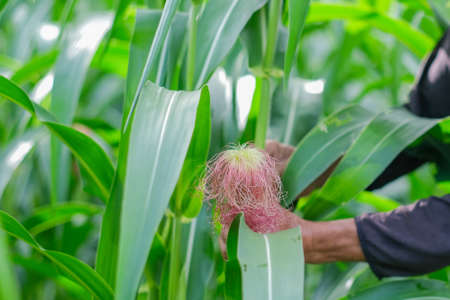 Farmer harvesting baby corn on commercial farm.の写真素材
