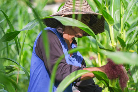 Farmer harvesting baby corn on commercial farm.の写真素材