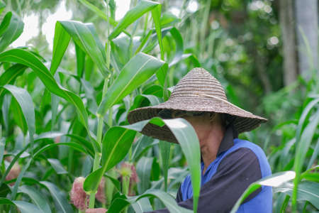 Farmer harvesting baby corn on commercial farm.の写真素材