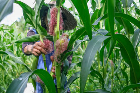 Kota Bharu, Malaysia - August 2nd, 2020 : Farmer harvesting baby corn on commercial farm.の写真素材