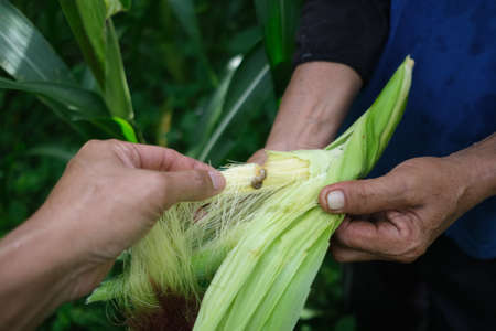 Farmer inspecting corn at his fieldの写真素材
