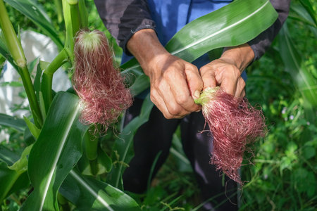 Farmer inspecting corn at his field