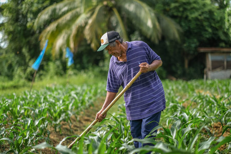 Muadzam Shah, Malaysia - July 30th, 2020:  Sixty four years old beard farmer working in his corn...