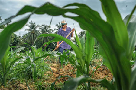 Muadzam Shah, Malaysia - July 30th, 2020:  Sixty four years old beard farmer working in his corn cultivation field.のeditorial素材
