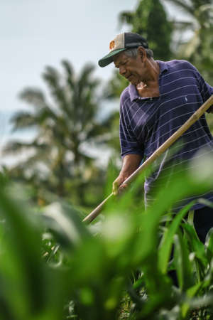 Muadzam Shah, Malaysia - July 30th, 2020:  Sixty four years old beard farmer working in his corn cultivation field.のeditorial素材