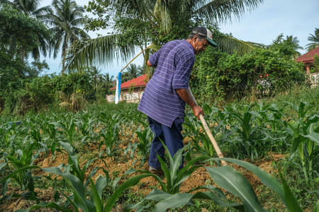 Muadzam Shah, Malaysia - July 30th, 2020:  Sixty four years old beard farmer working in his corn cultivation field.のeditorial素材