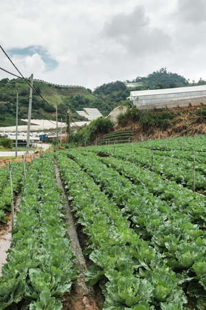 Cabbage farm in Cameron Highland. Field of organic lettuce growing in a sustainable farm in Cameron Highland with hills  in the back.の写真素材