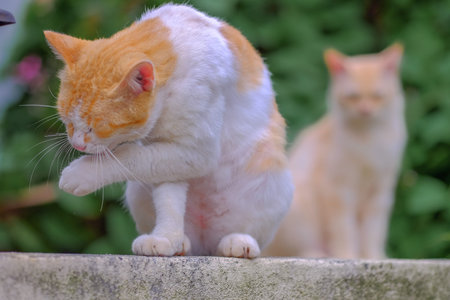 Ginger cat resting  on the wall