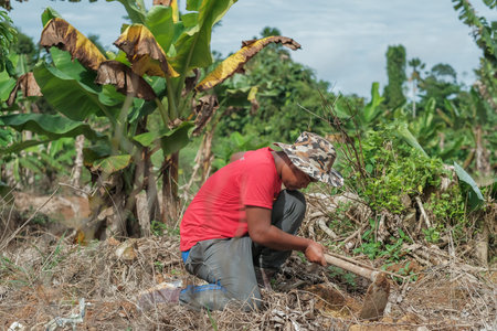 Muadzam Shah, Malaysia - October 3rd, 2020 :   Young Asian man planting a young  banana tree in an...
