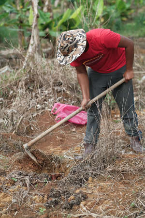 Muadzam Shah, Malaysia - October 3rd, 2020 :   Young Asian man planting a young  banana tree in an orchard.のeditorial素材