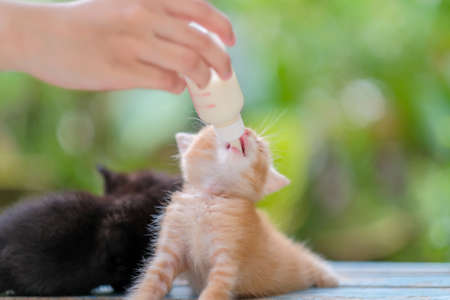 A small red kitten eats baby food from a bottle sitting on a wooden table with blurred backgroundの写真素材