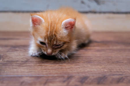 Little redhead  with a sick eye. Need help with a cat. Veterinarian, vet. Virus and bacteriaの写真素材