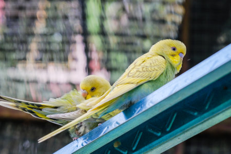 Cute colorful love bird family inside the cage having fun.の写真素材